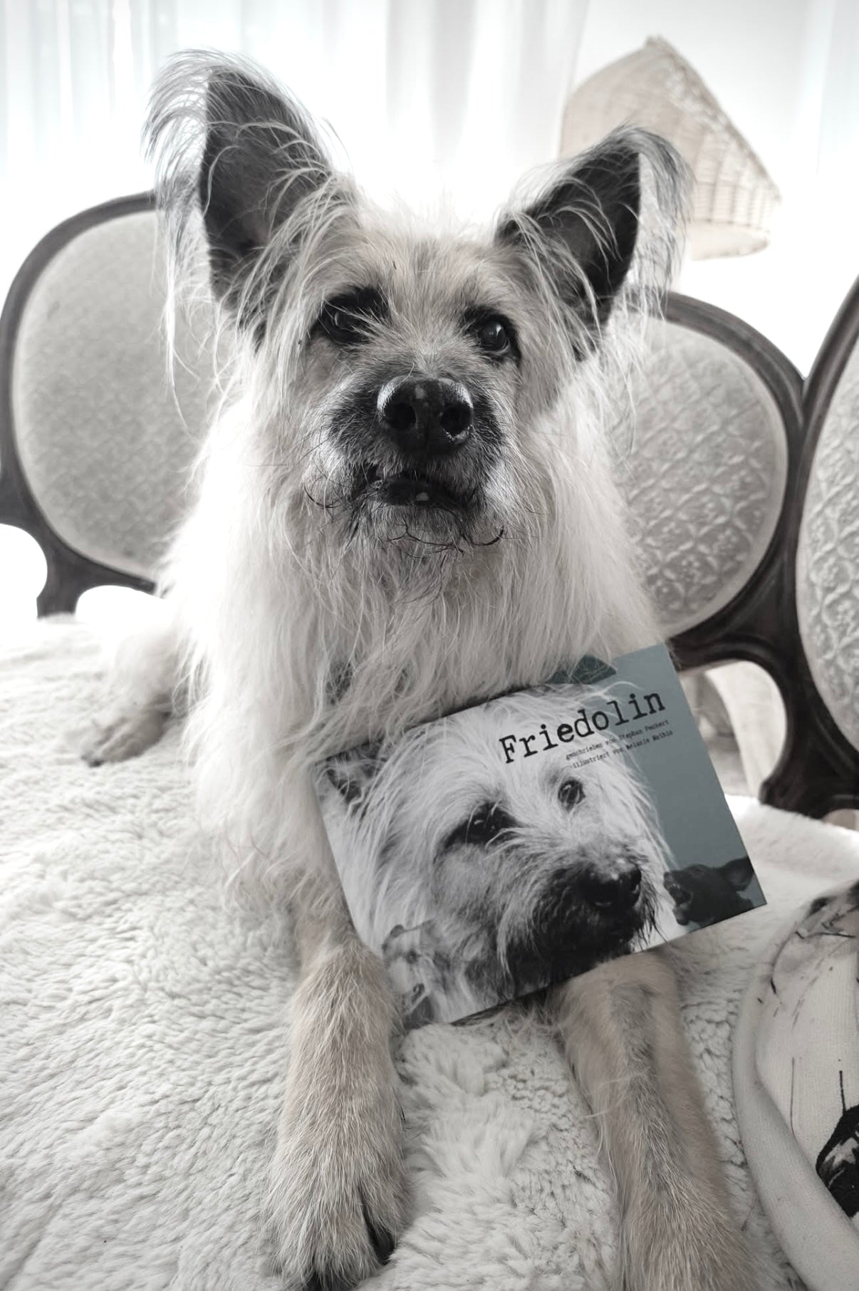 Friedolin, Strassenhund, Living the Dog, Stephan Peukert, Bilderbuch über Hunde, besonderes Bilderbuch, unschooling, Hunde verstehen, realdogs